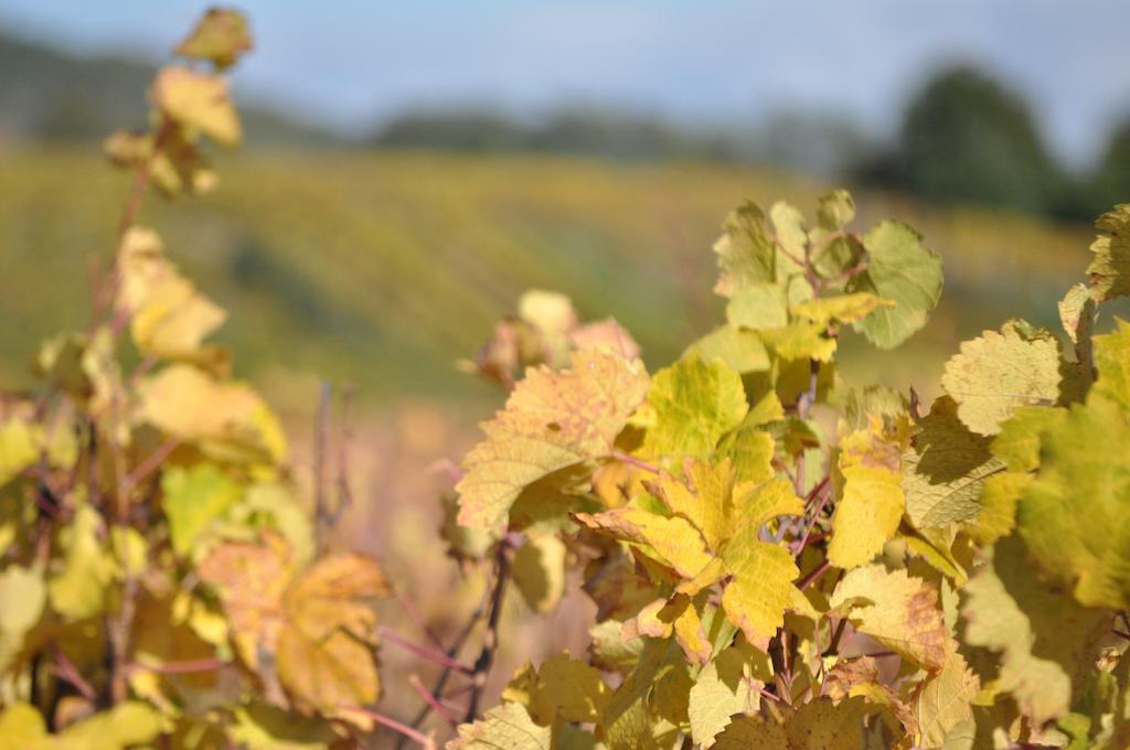 Le Clos De Fernande Corcelles-les-Arts Экстерьер фото
